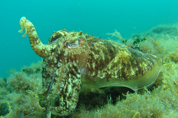 green squids