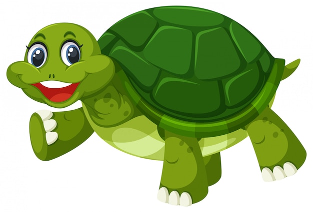 green turtle cliparts