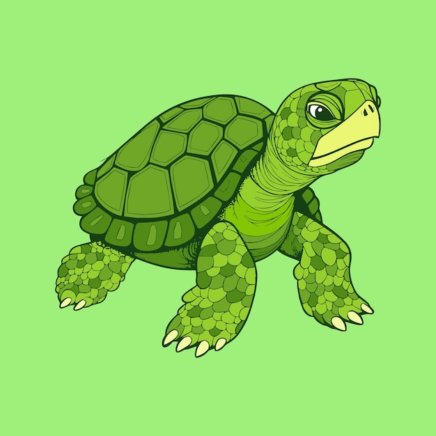 green turtle cliparts