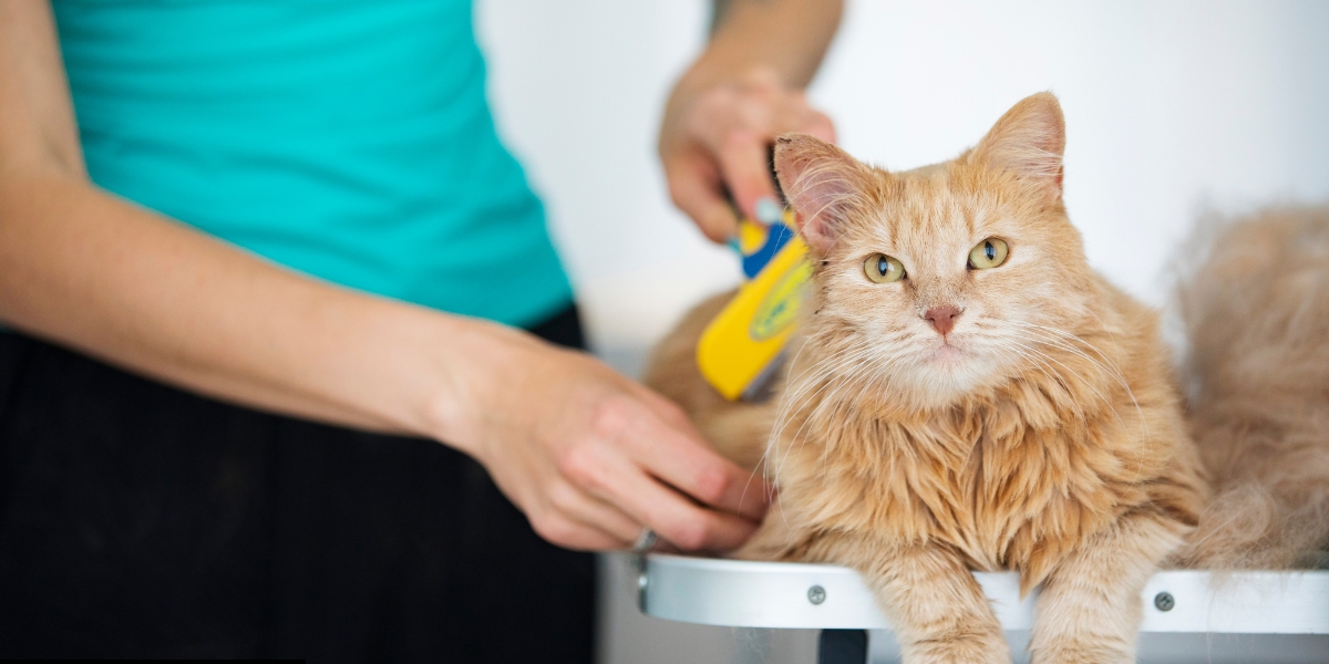 Expert Insights on Pet Grooming Trends of 2025​
