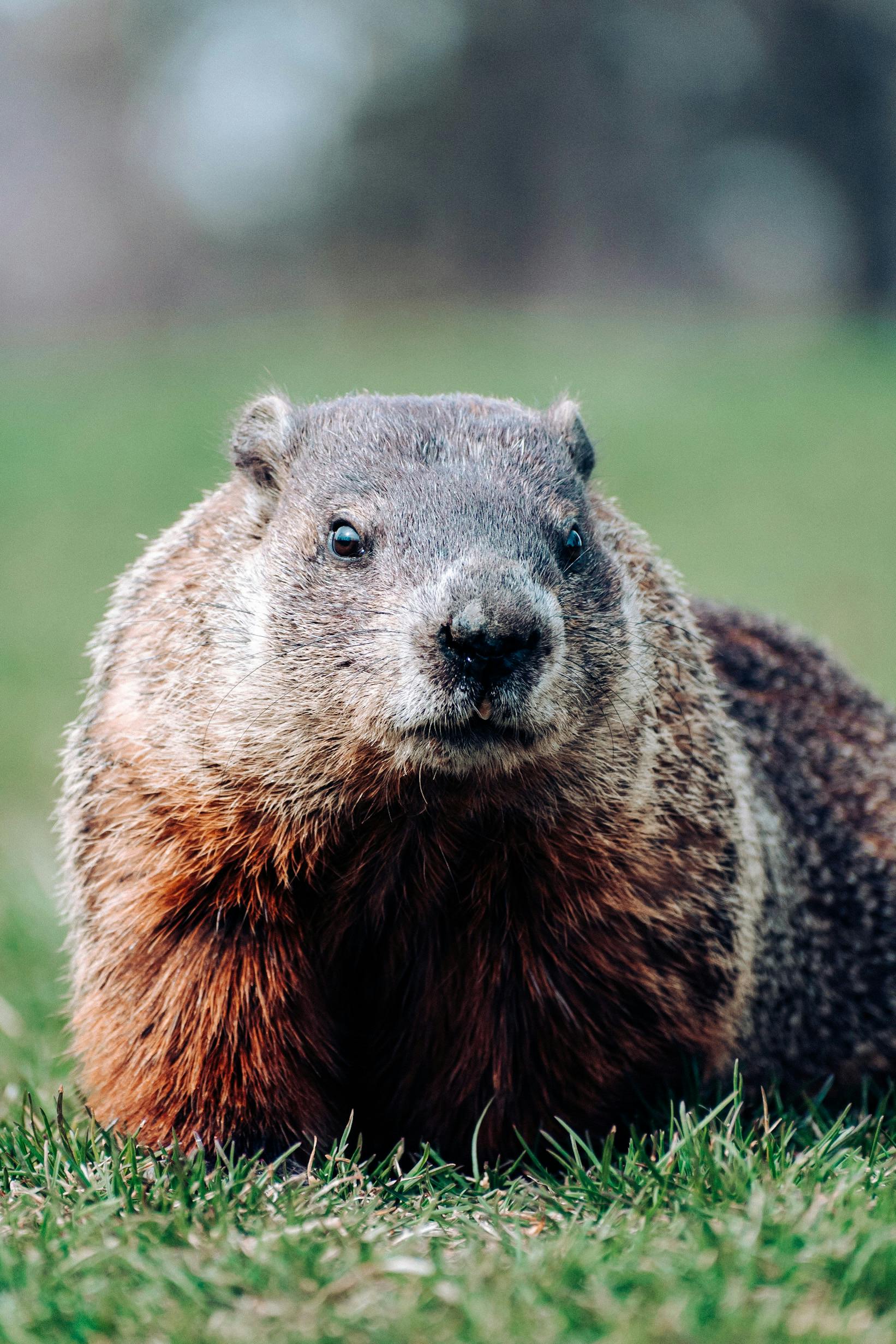 groundhog pictures free