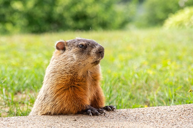 groundhog pictures free