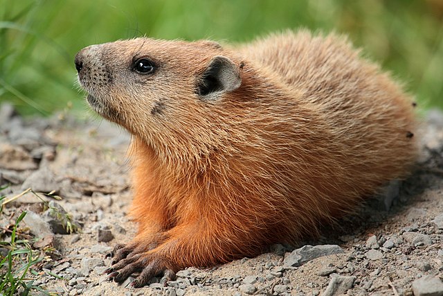 Groundhog - Wikipedia