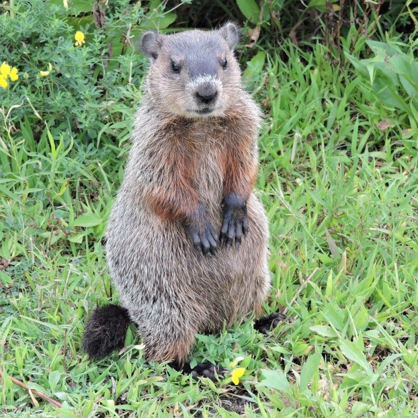 Groundhogs: Celebrating the Benefits of a Hungry Troublemaker ...