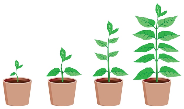 Plant Growing Clipart Images - Free Download on clipart library