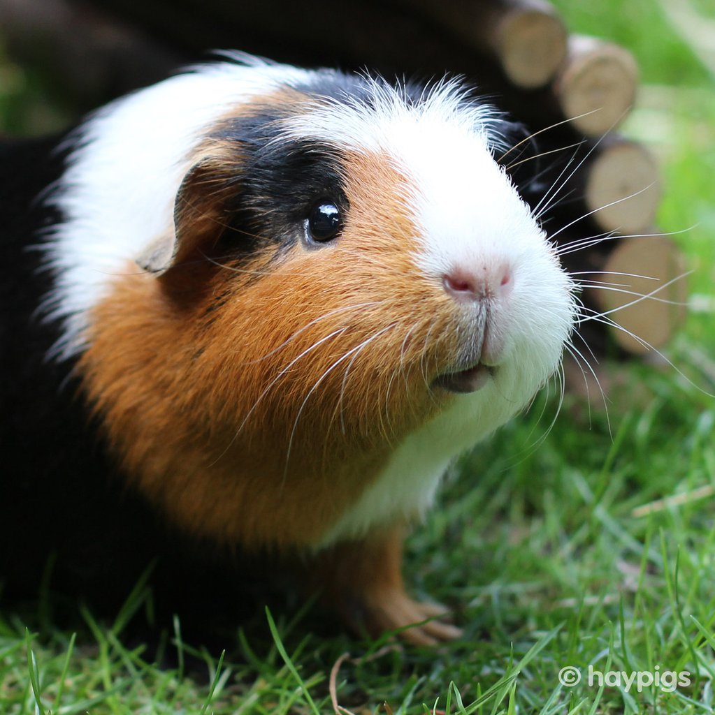Where Do Guinea Pigs Come From? – HAYPIGS