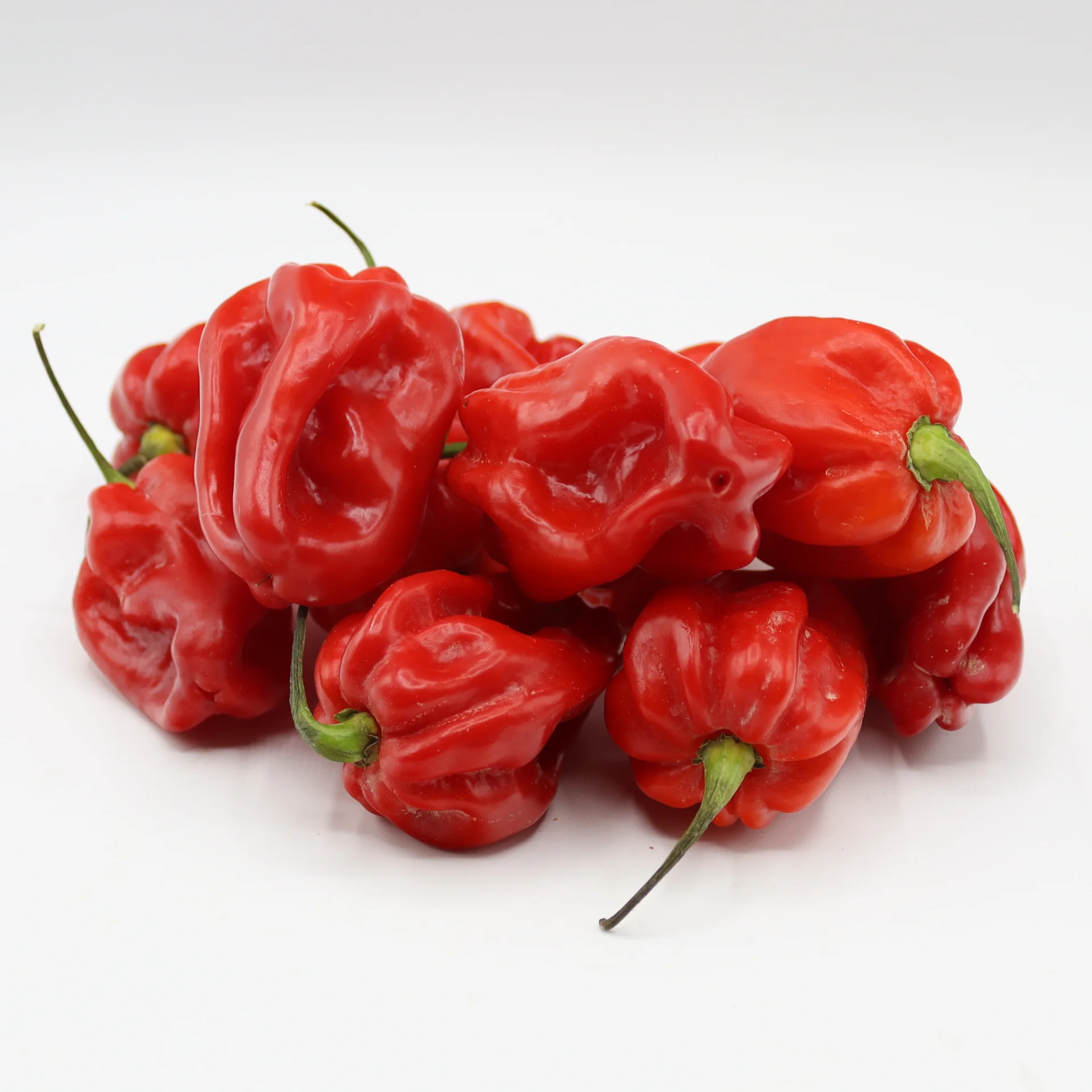 Frische Habaneros rot kaufen | Chili-Dragon.com