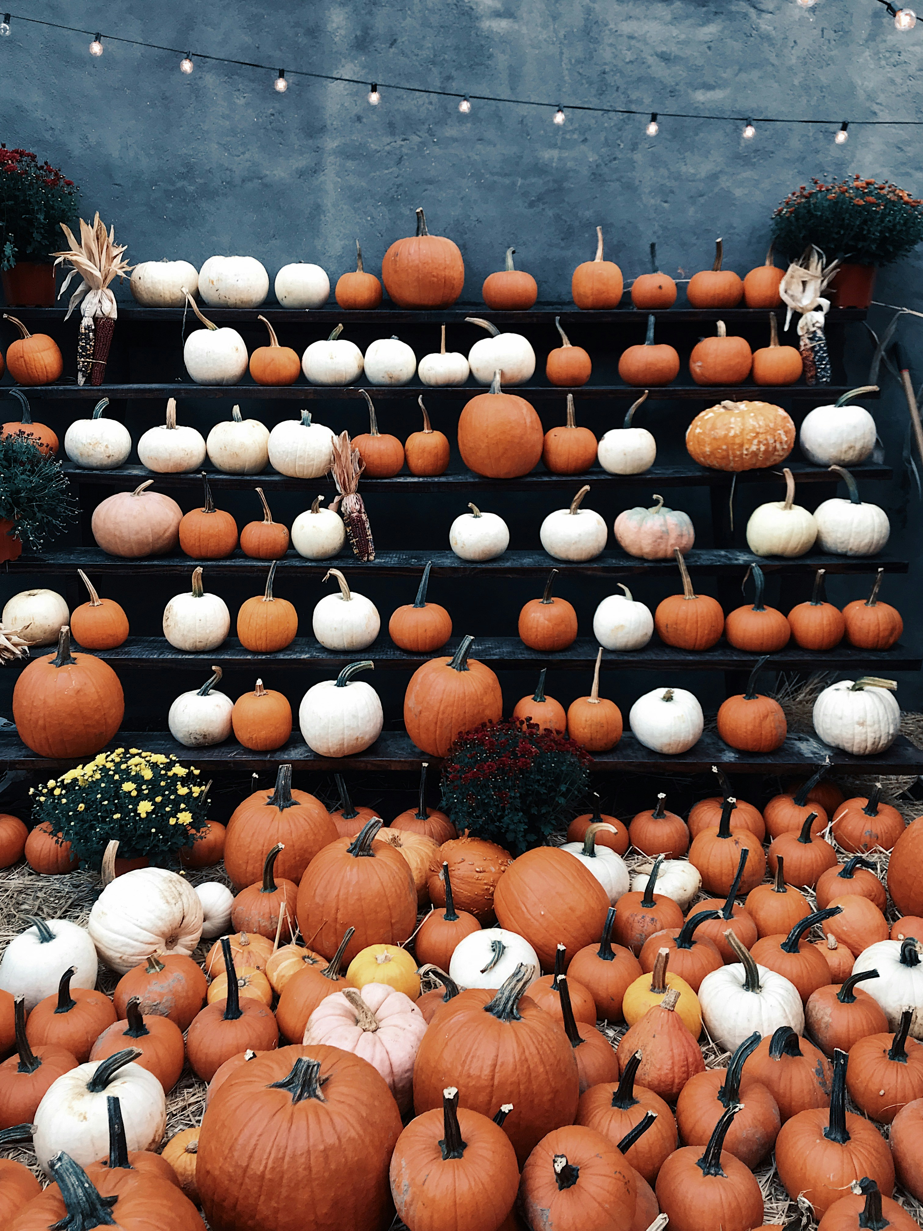 200+ Best Free Halloween Pictures on Unsplash