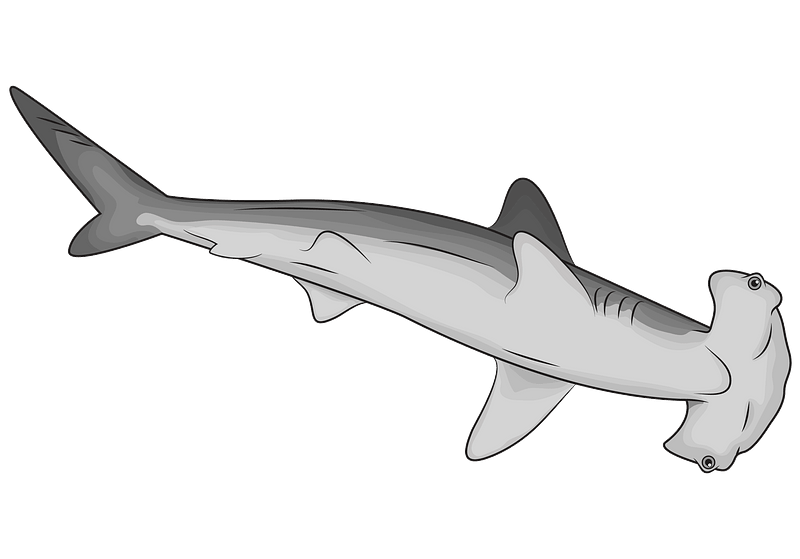 hammerhead shark clipart