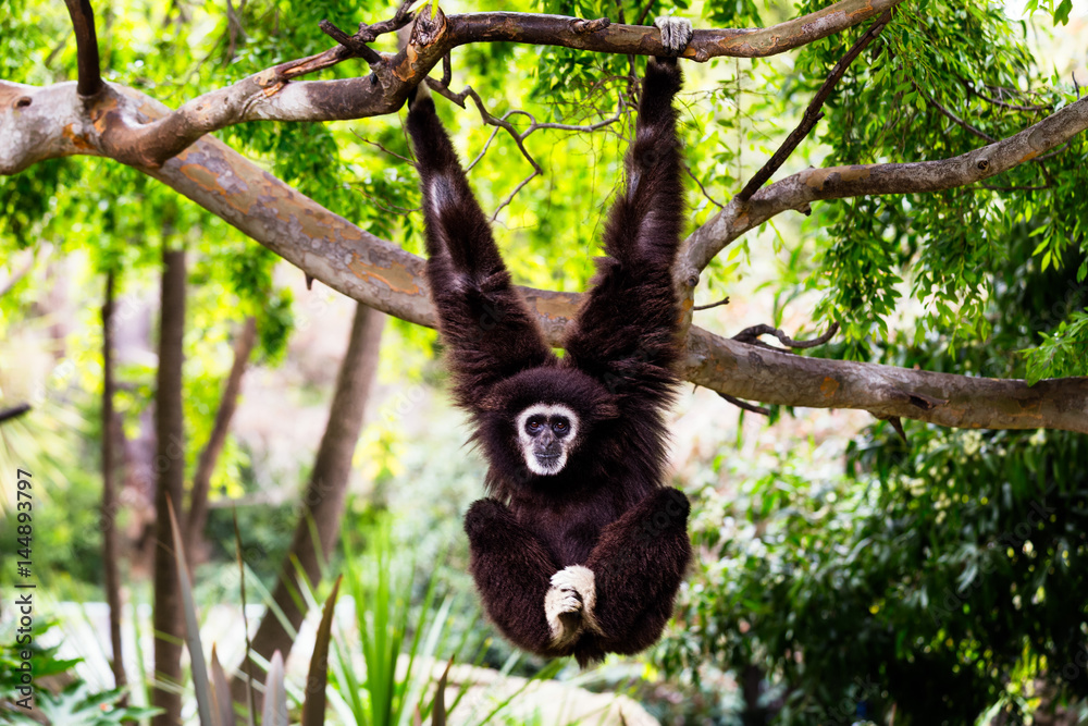 Siamang Monkey Hanging from a Tree Stock-Foto | Adobe Stock