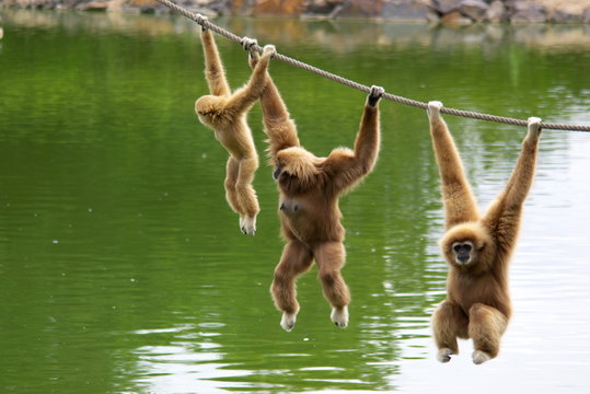 Hanging Monkey Images – Browse 21,165 Stock Photos, Vectors, and ...