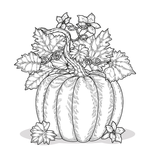harvest coloring pages printables