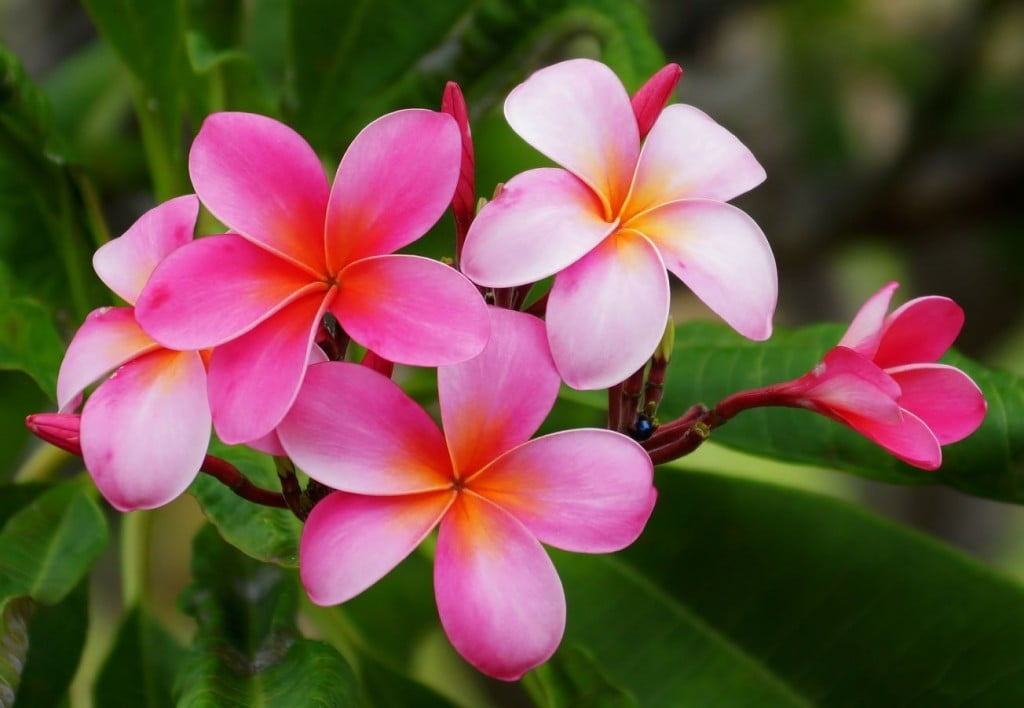 hawaiian flower