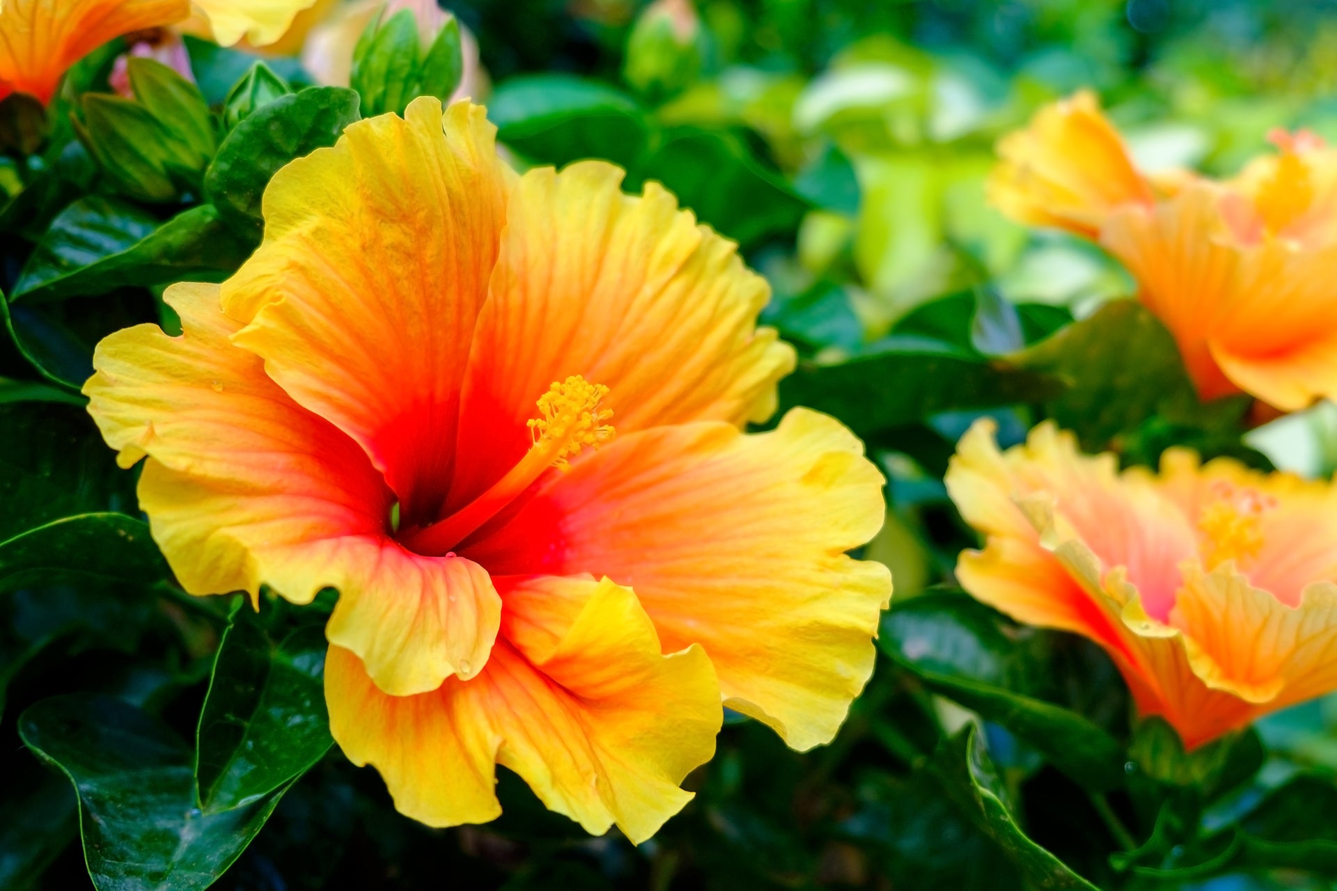 hawaiian flower