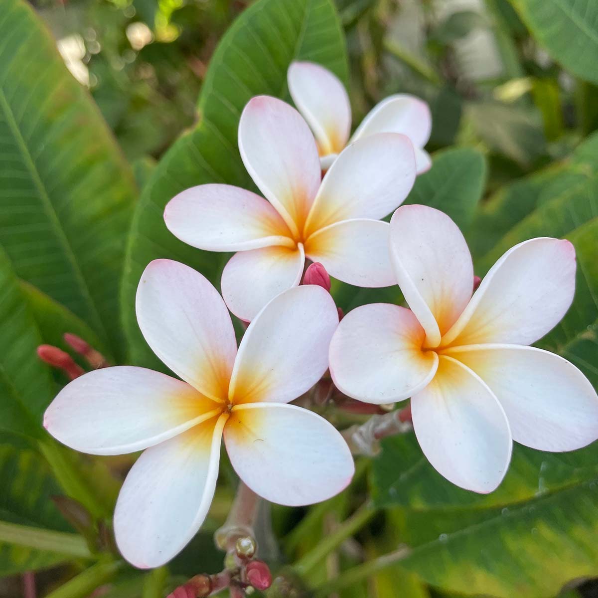 hawaiian flower