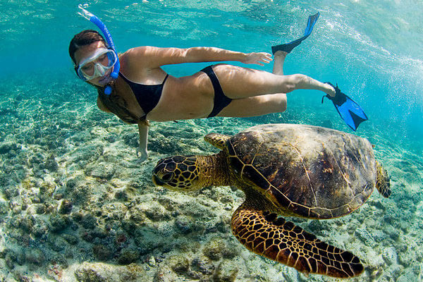 The Hawaiian Green Sea Turtle- A Honu World | Learn to Surf Kona