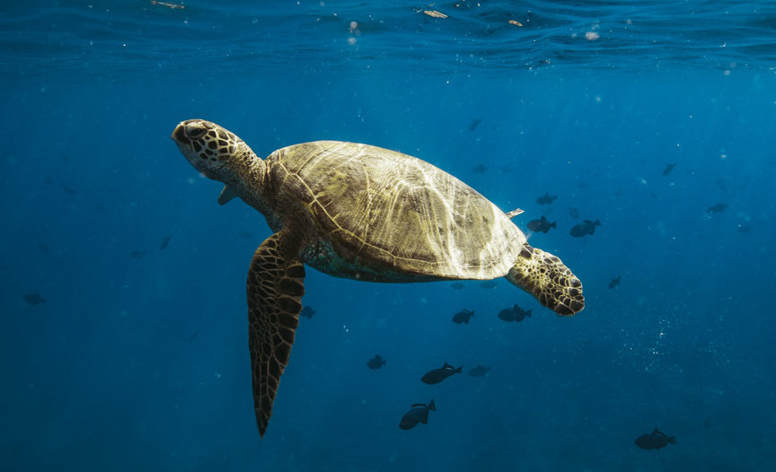 Hawaiian Green Sea turtles | Hawaii Ocean Charters