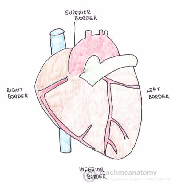 The Surfaces and Borders of the Heart - TeachMeAnatomy