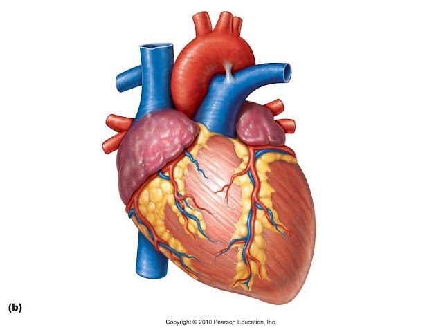 Borders of the Heart | External Features of the Heart | Clinical ...