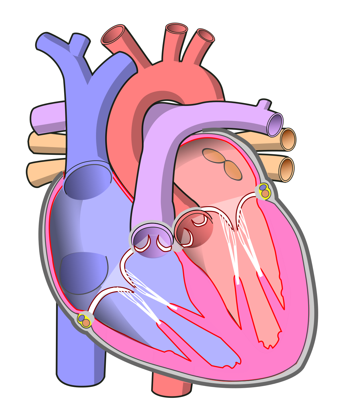 Heart Diagram Unlabeled Understanding The Anatomy Of The Heart Heart Diagram Unlabeled Understanding The Anatomy Of The Heart