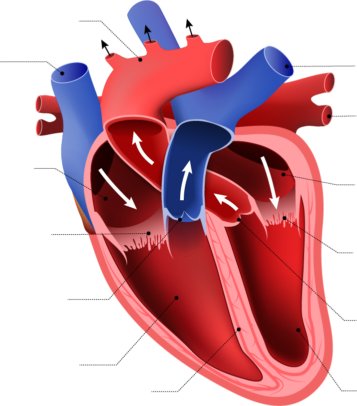 Heart Diagram Unlabeled Understanding The Anatomy Of The Heart Heart Diagram Unlabeled Understanding The Anatomy Of The Heart