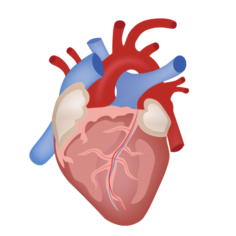 The human heart • Heart Research Institute