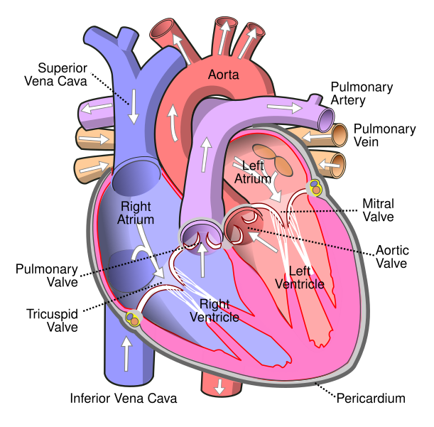 File:Diagram of the human heart (cropped).svg - Wikimedia Commons