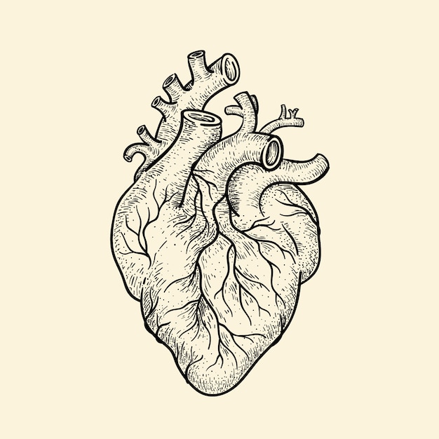 Human Heart Images - Free Download on clipart library