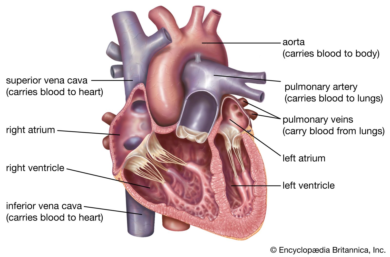 Heart | Structure, Function, Diagram, Anatomy, &amp; Facts | Britannica