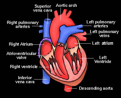heart sciences