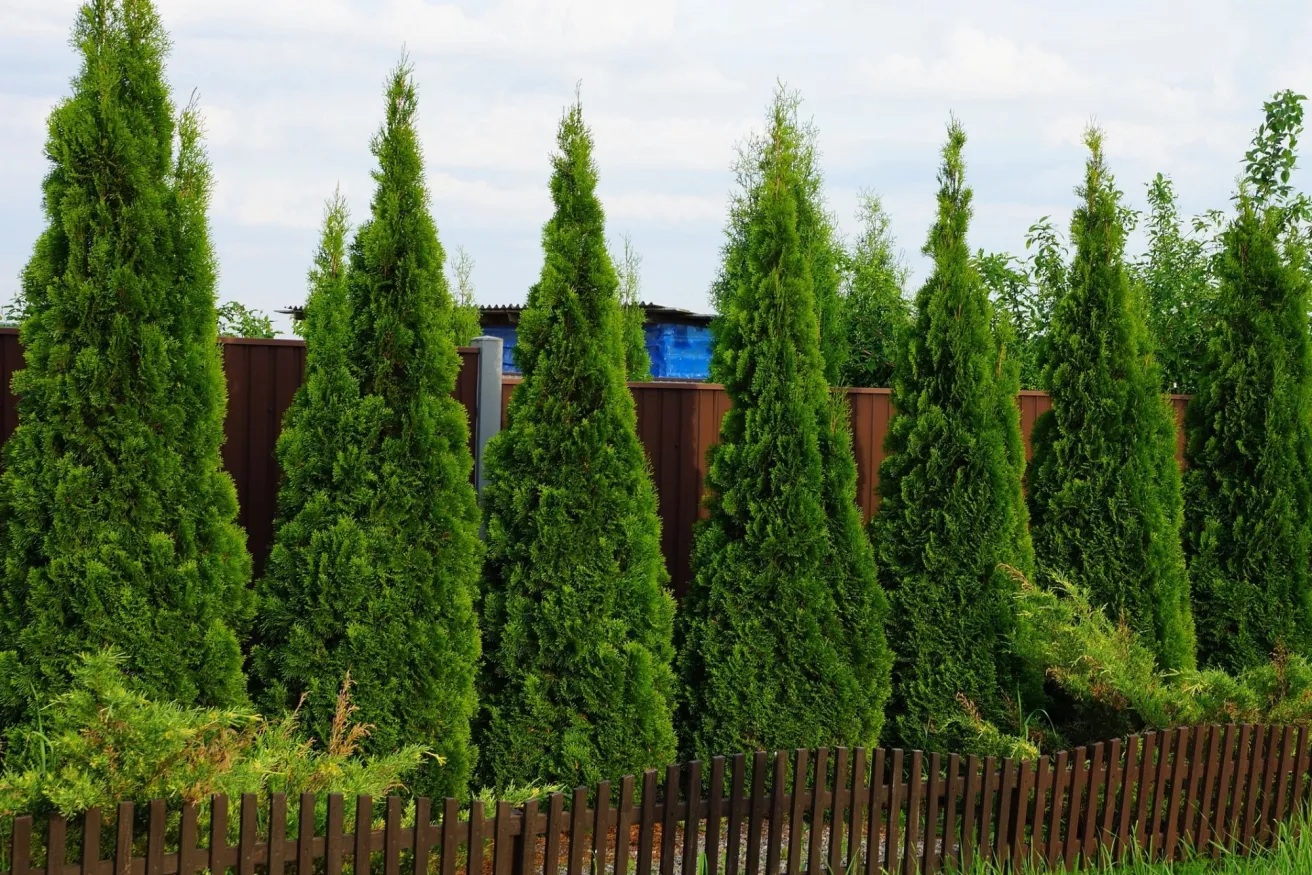 How to Plant a Privacy Hedge | Arbor Day Foundation