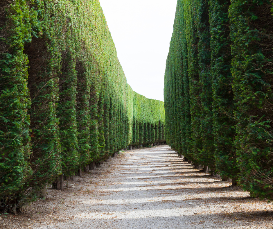 hedge trees