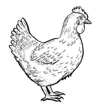 hen black and white