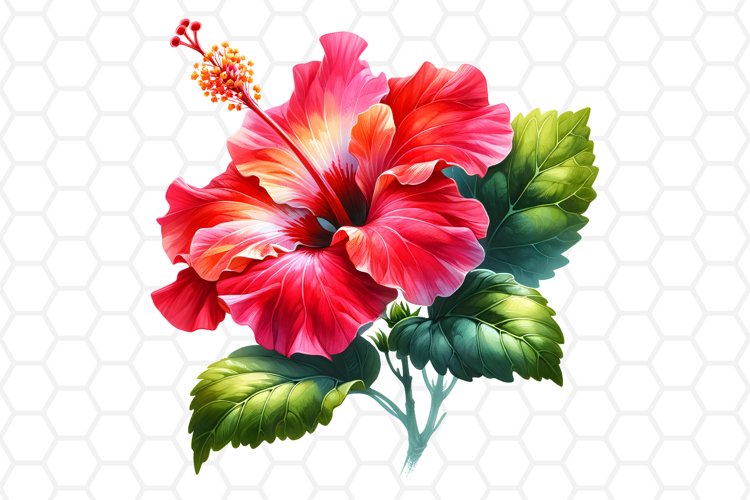 hibiscus flower clipart 2024