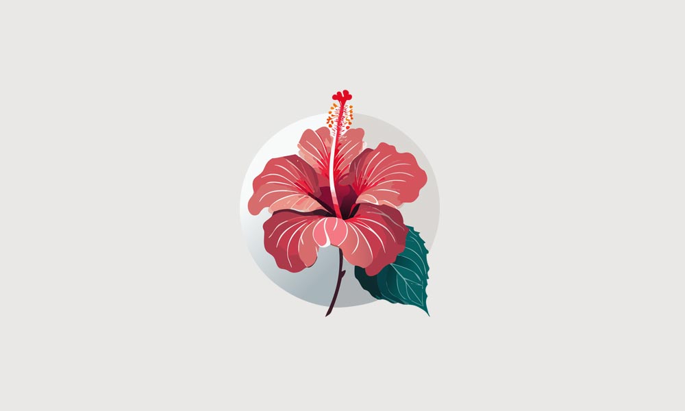 hibiscus flower clipart 2024