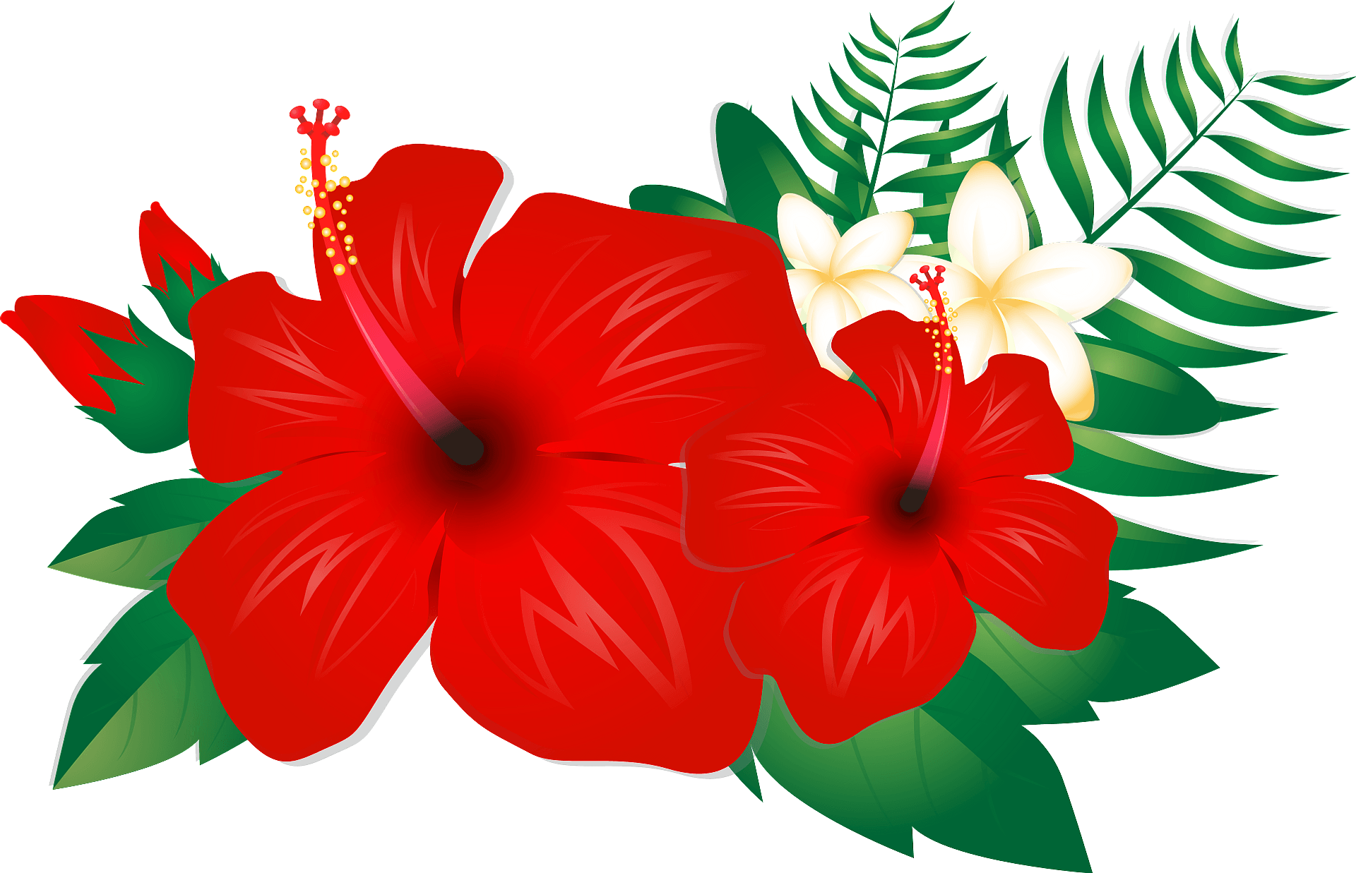 hibiscus flower clipart