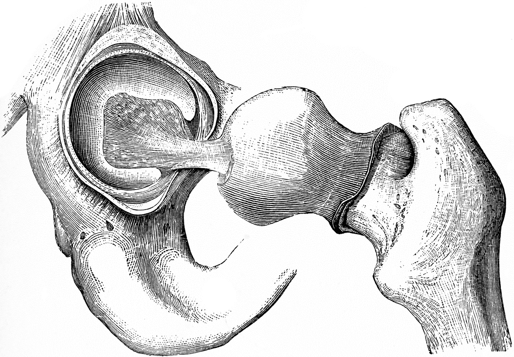 The Mechanism of the Hip Joint | ClipArt ETC