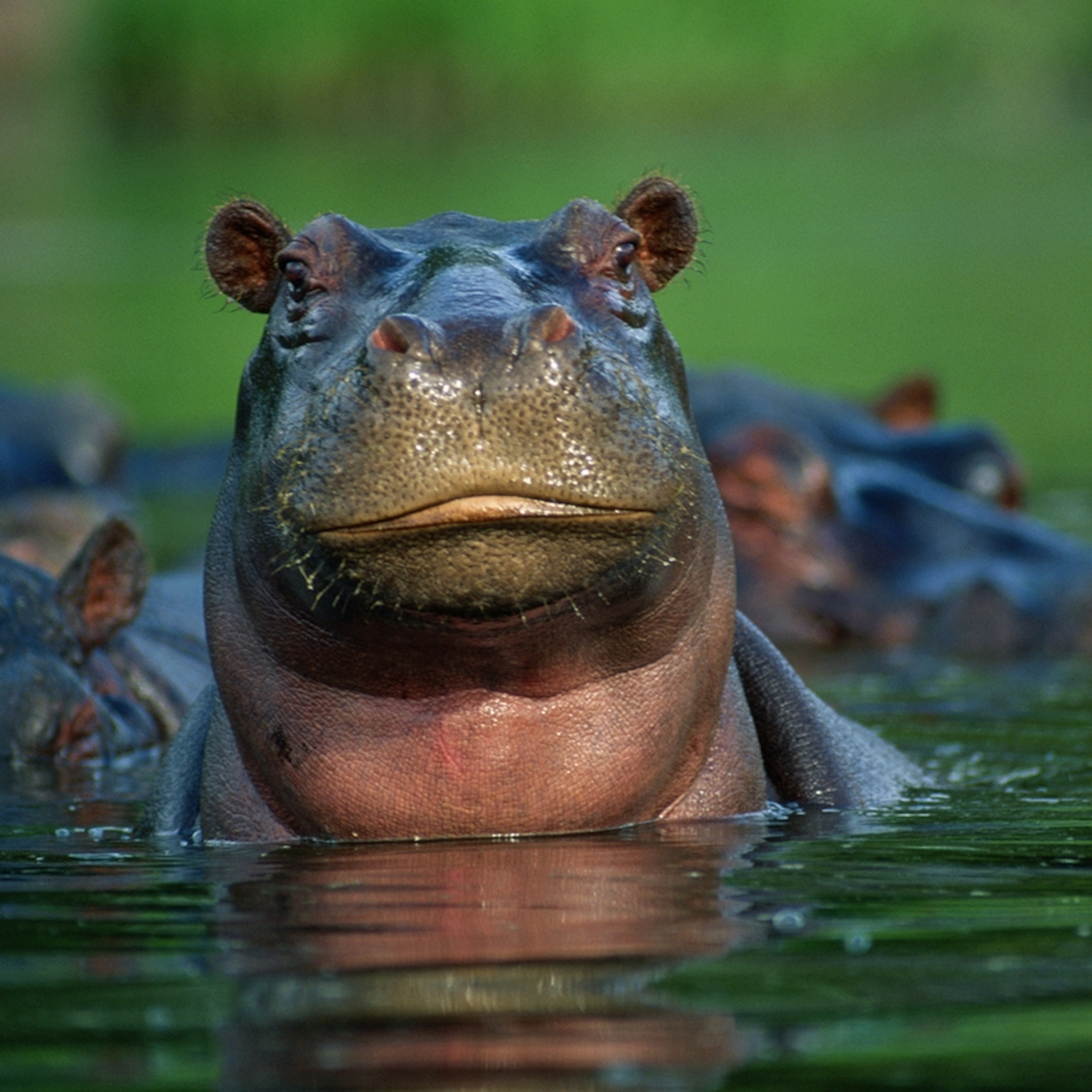 Hippopotamus
