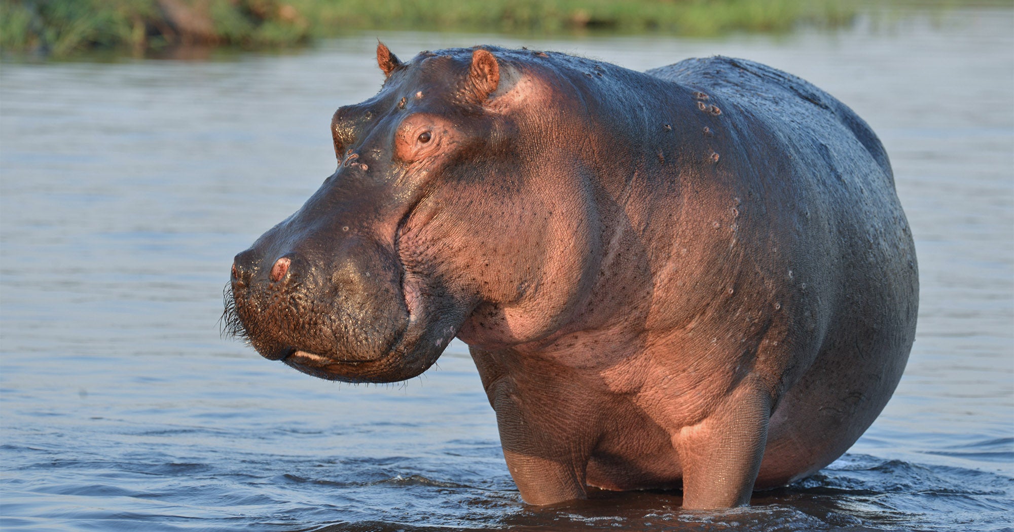 Hippos | The Humane Society of the United States