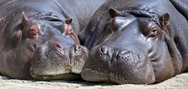 hippos