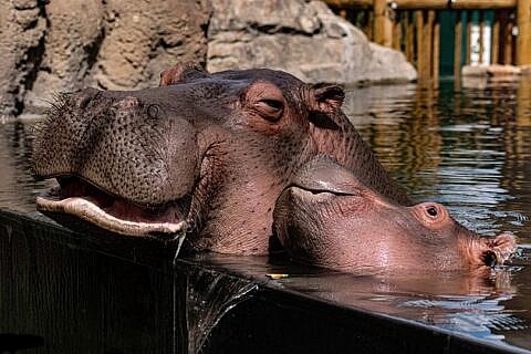 hippos