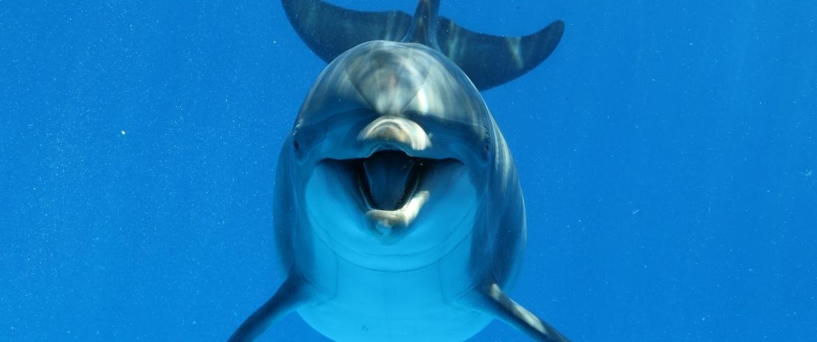 Dolphins: why they are so special, and 5 places to see them on ...