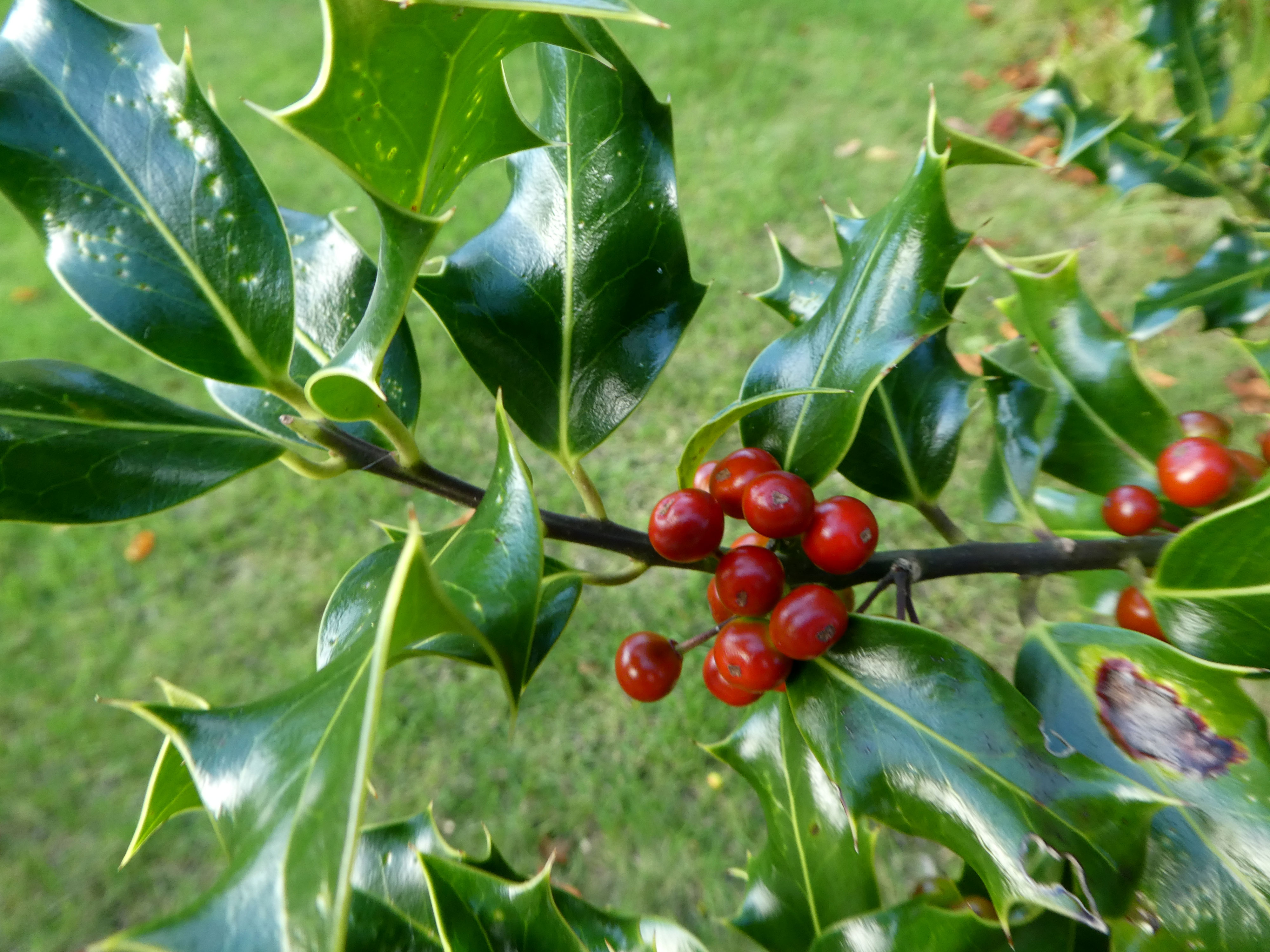 holly image