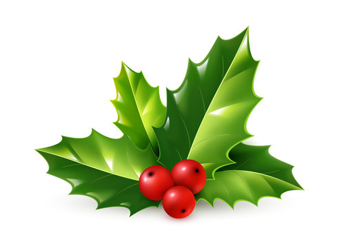 Vector realistic holly Christmas ornament. Green leaves and red ...