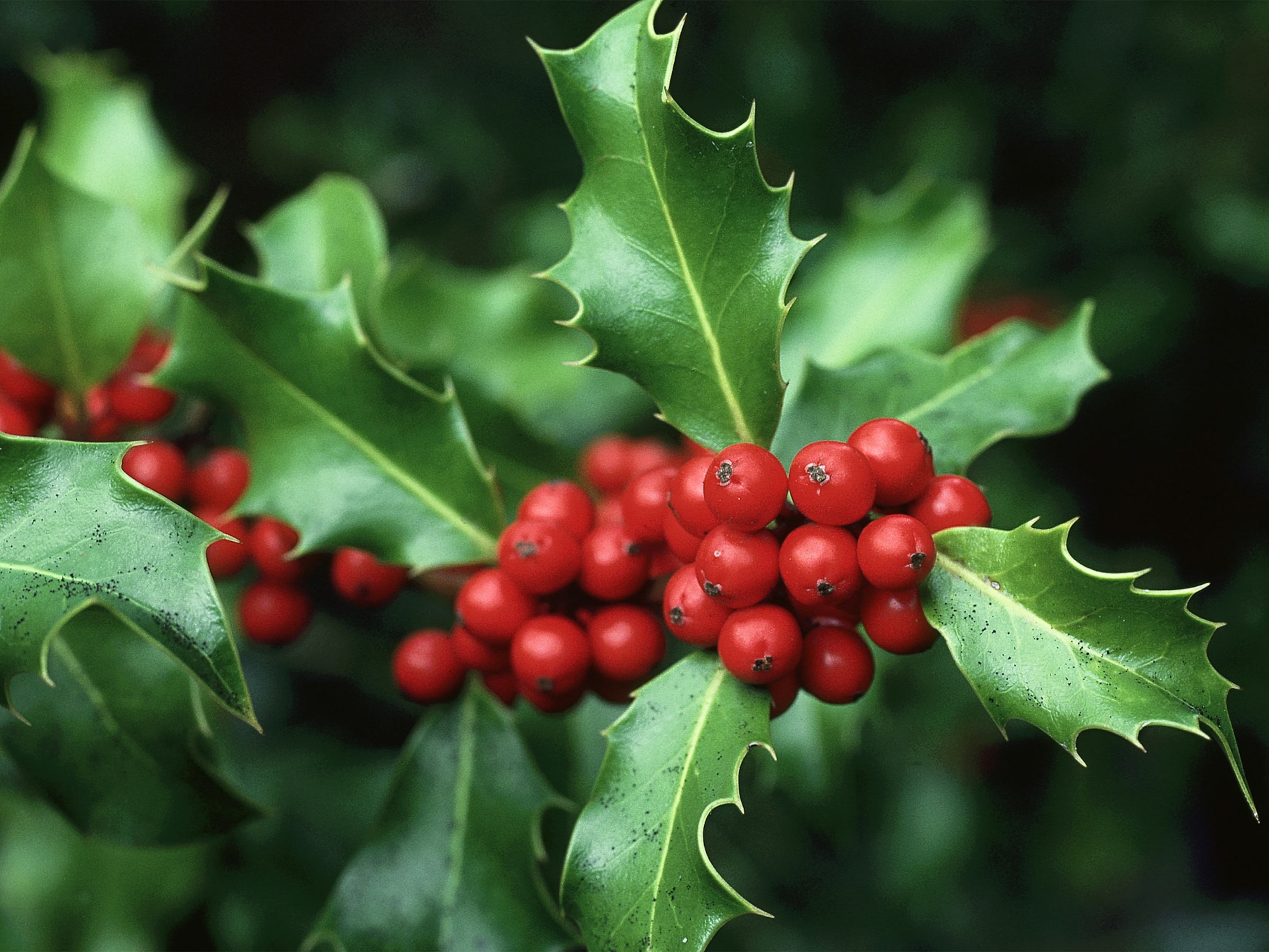 holly leaves images