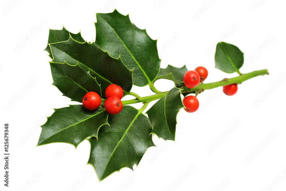 holly leaves images