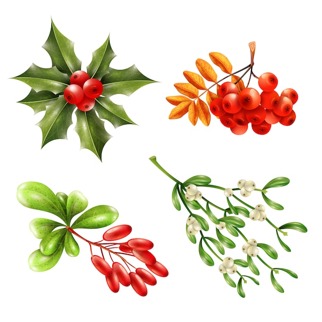 holly pictures with berries