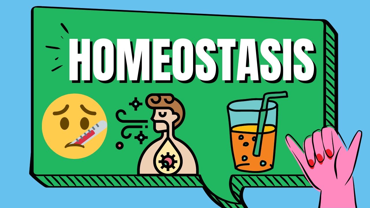 homeostasis clipart