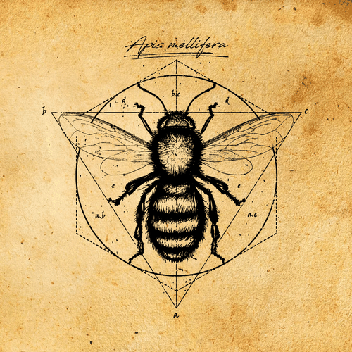 Scientific sketch graphic of a honey bee|Wettbewerb in der ...