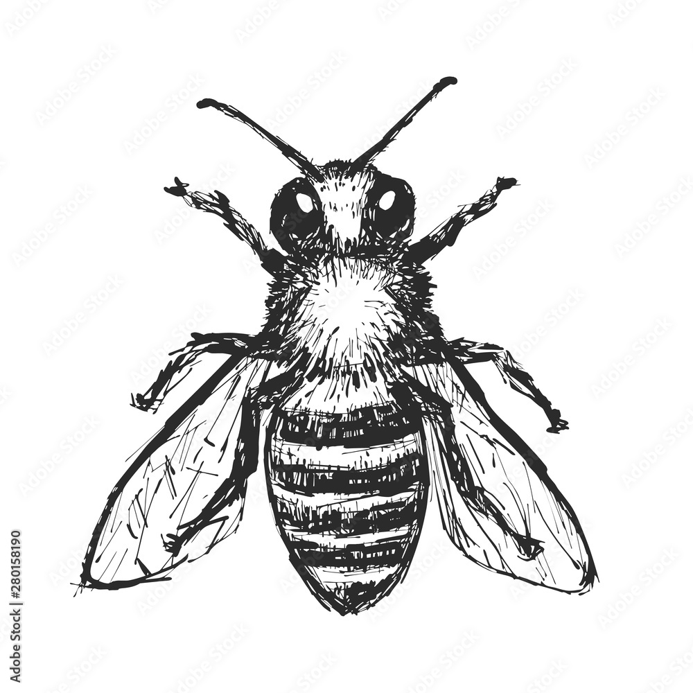 Hand Drawn Honey Bee. Black Bee Illustration On White Background ...